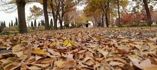 عکس باغ گیاهان دارویی و صنعتی (باغ گیاهشناسی)