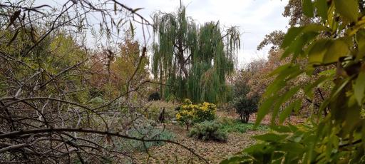 عکس باغ گیاهان دارویی و صنعتی (باغ گیاهشناسی)