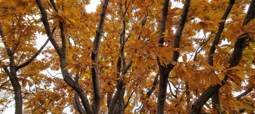 عکس باغ گیاهان دارویی و صنعتی (باغ گیاهشناسی)