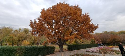 عکس باغ گیاهان دارویی و صنعتی (باغ گیاهشناسی)