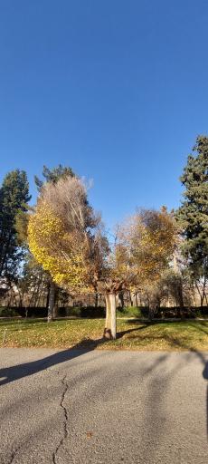 باغ گیاهان دارویی و صنعتی (باغ گیاهشناسی)