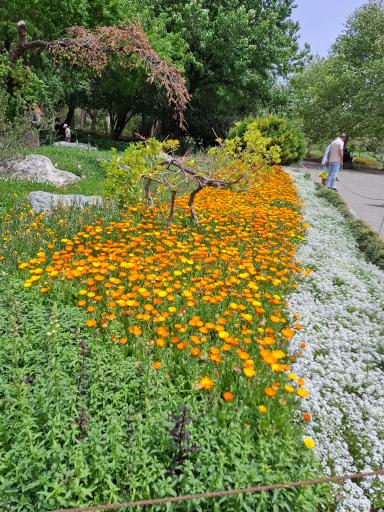 عکس باغ گیاهان دارویی و صنعتی (باغ گیاهشناسی)