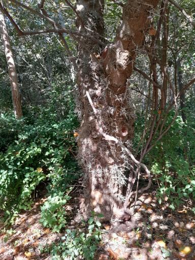 عکس باغ گیاهان دارویی و صنعتی (باغ گیاهشناسی)