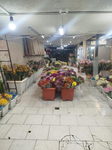 عکس بخش گل طبیعی شریفی و رضایی