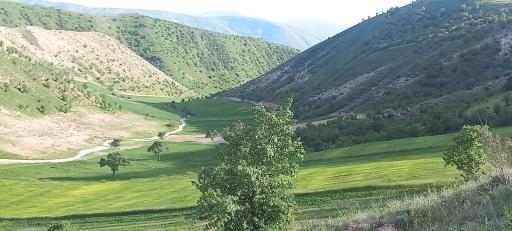 عکس سلولی