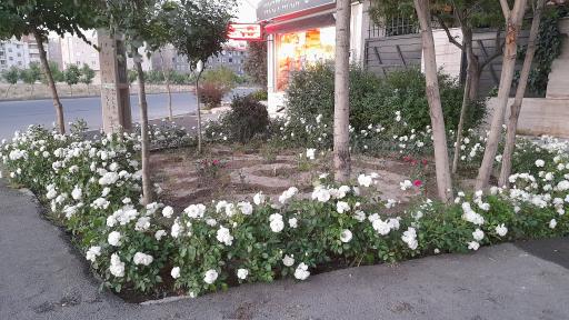 عکس املاک تات ( رحمانی)