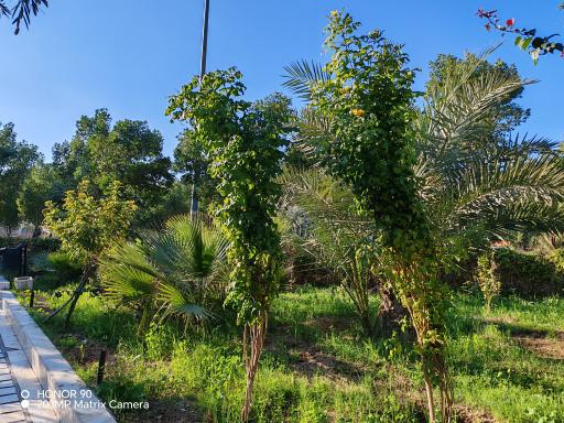 عکس بوستان لیانا