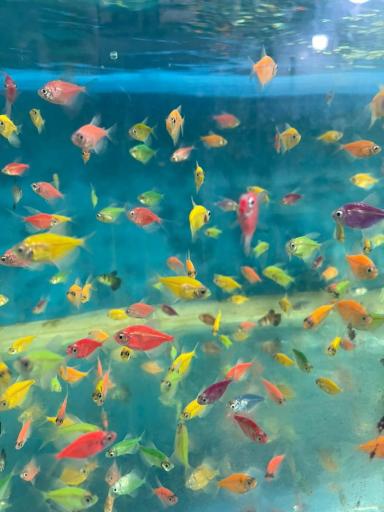 عکس ماهی فروشی و آکواریوم ایرانفیش 1