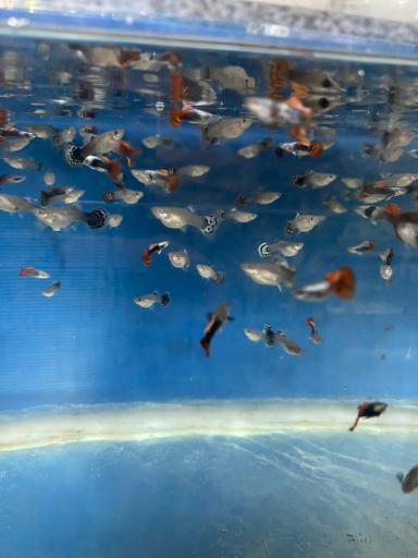 ماهی فروشی و آکواریوم ایرانفیش 1