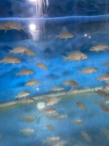 عکس ماهی فروشی و آکواریوم ایرانفیش 1