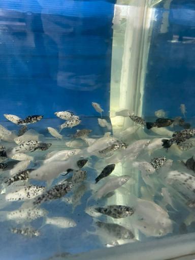 ماهی فروشی و آکواریوم ایرانفیش 1