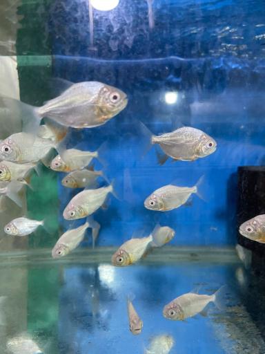 ماهی فروشی و آکواریوم ایرانفیش 1