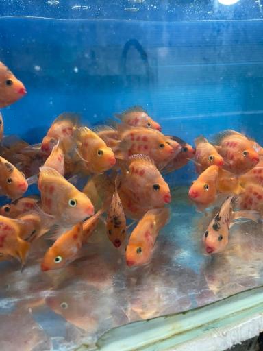 ماهی فروشی و آکواریوم ایرانفیش 1
