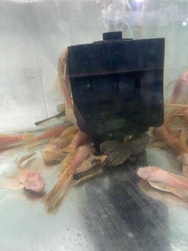 ماهی فروشی و آکواریوم ایرانفیش 1