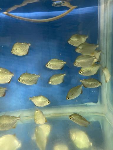 عکس ماهی فروشی و آکواریوم ایرانفیش 1