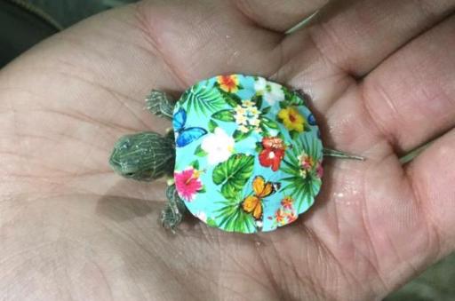 ماهی فروشی و آکواریوم ایرانفیش 1