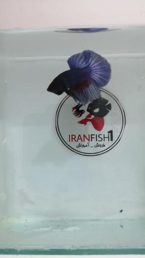 ماهی فروشی و آکواریوم ایرانفیش 1