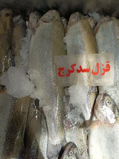 مرغ و ماهی روز