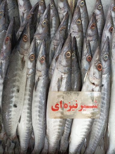 عکس مرغ و ماهی روز