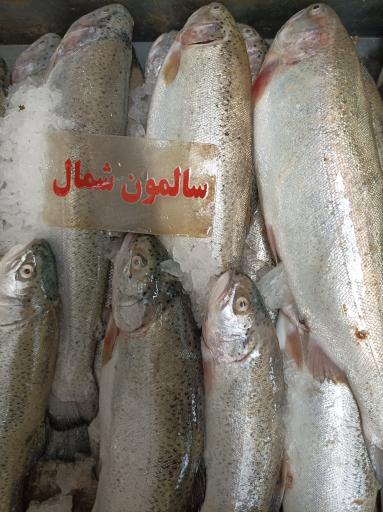 عکس مرغ و ماهی روز