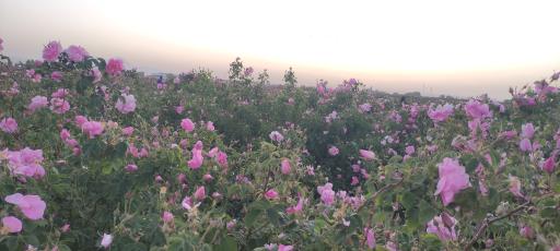 عکس گنج تپه