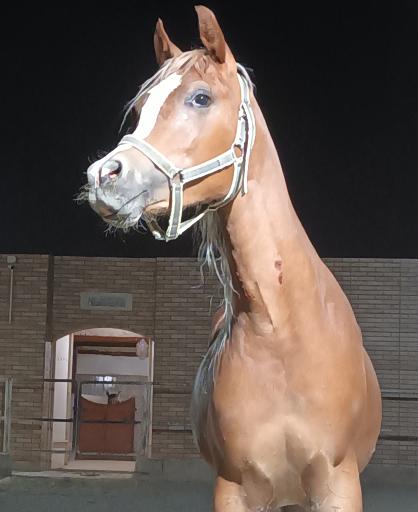 عکس پرورش اسب صدرا 