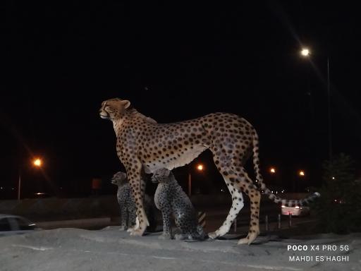 عکس مَیامِی