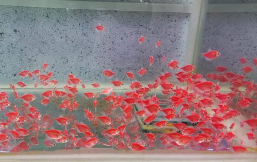 عکس آکواریوم دریا