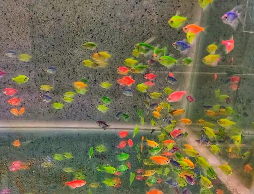 عکس آکواریوم دریا