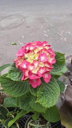 عکس گلسرای مهدی