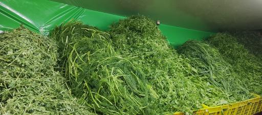 عکس سبزی خردکنی ریحانه اصل