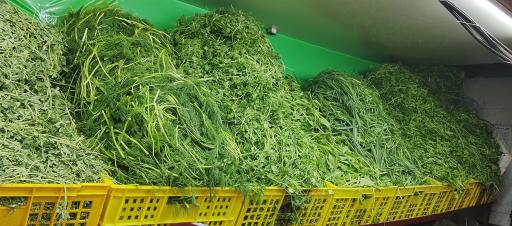 عکس سبزی خردکنی ریحانه اصل