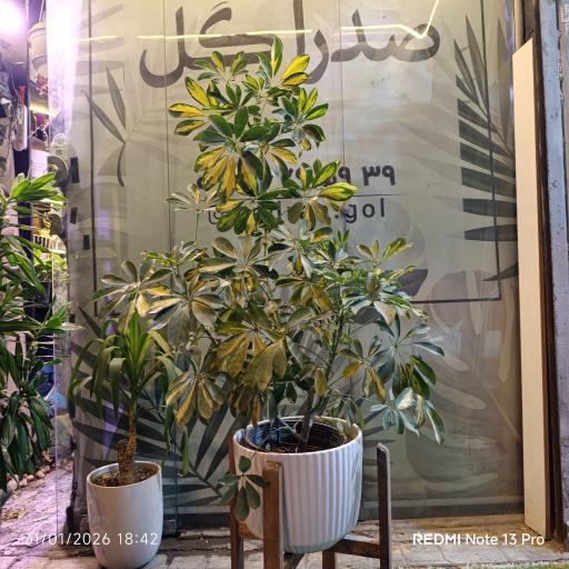 عکس صدرا گل