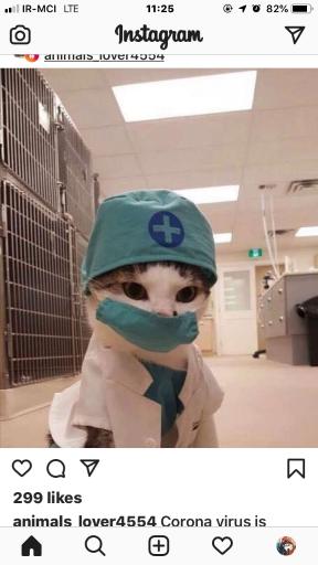 عکس کلینیک دامپزشکی آویژه پت