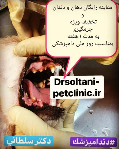 عکس کلینیک دامپزشکی آویژه پت