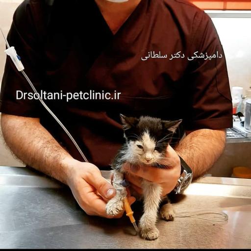 عکس کلینیک دامپزشکی آویژه پت