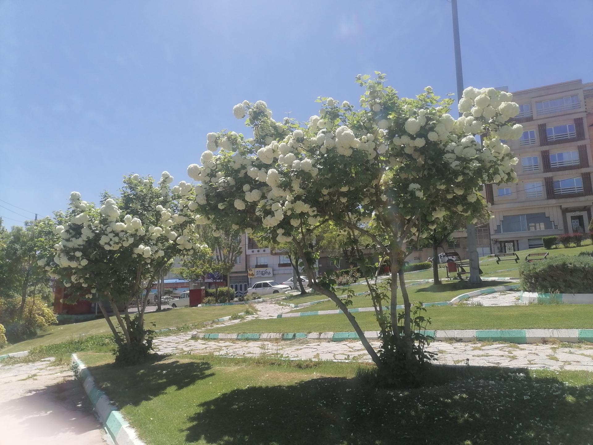 عکس پارک آی تی