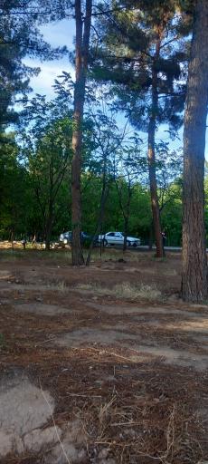 عکس پارک جنگلی 