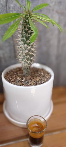 عکس قهوه و دخانیات کارن