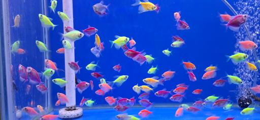 آکواریوم آرام