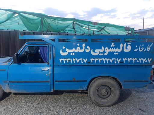 عکس قالیشویی دلفین