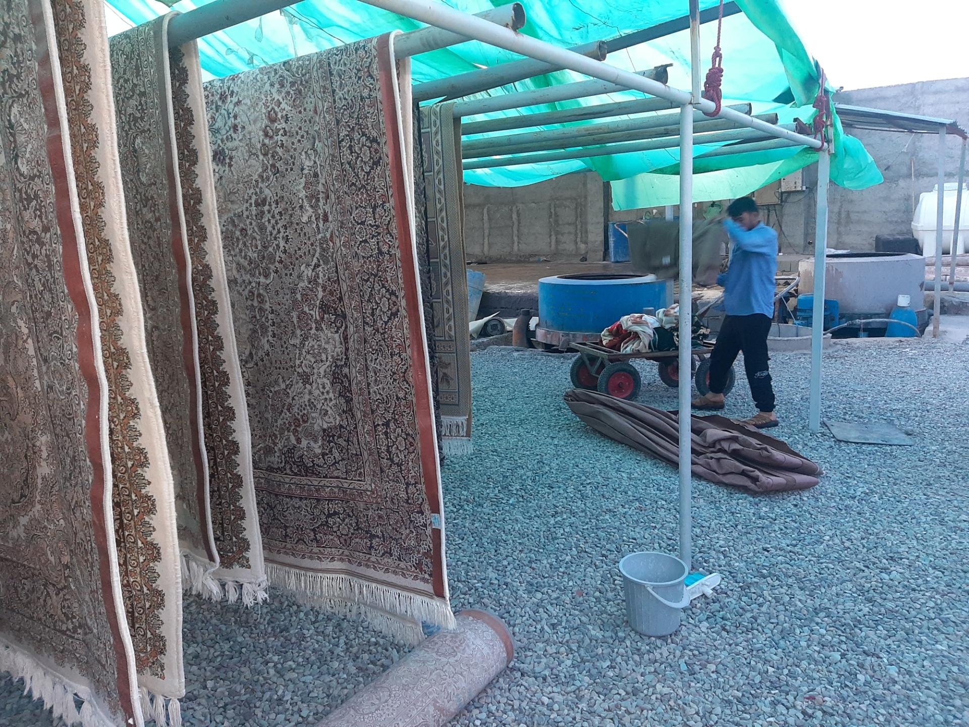 عکس قالیشویی دلفین