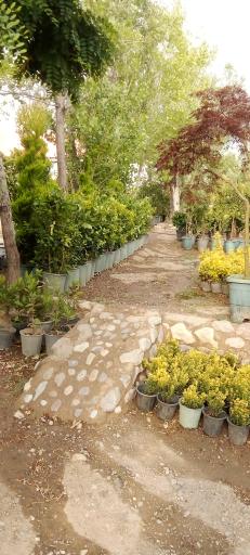 عکس نهالستان فراهانی