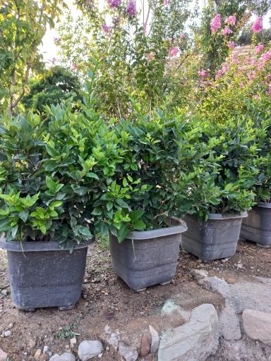 عکس نهالستان فراهانی