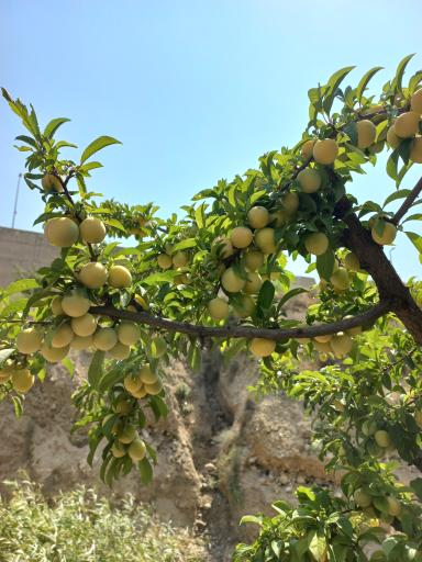 عکس نهالستان فراهانی