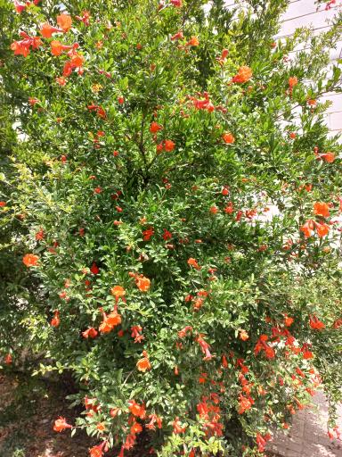 عکس نهالستان فراهانی