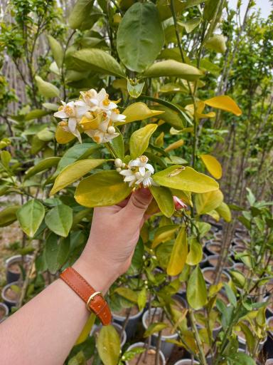 عکس نهالستان فراهانی