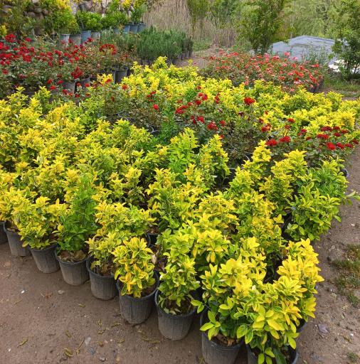 عکس نهالستان فراهانی