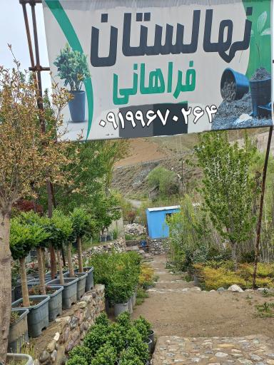 عکس نهالستان فراهانی