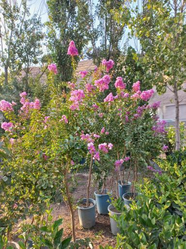 عکس نهالستان فراهانی